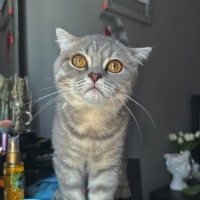 Scottish Fold, Kedi  Duman fotoğrafı