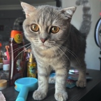Scottish Fold, Kedi  Duman fotoğrafı