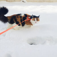 Ankara Kedisi, Kedi  Umut fotoğrafı