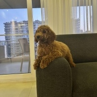 Poodle (Minyatür Kaniş), Köpek  Maya fotoğrafı