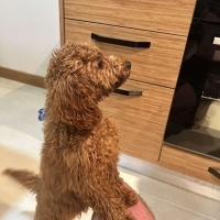 Poodle (Minyatür Kaniş), Köpek  Maya fotoğrafı