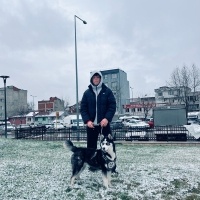 Sibirya Kurdu (Husky), Köpek  Ruby fotoğrafı
