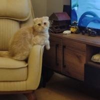 British Shorthair, Kedi  Muka fotoğrafı