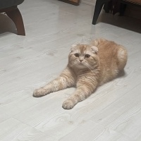 British Shorthair, Kedi  Muka fotoğrafı