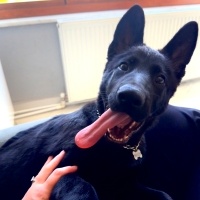 Alman Çoban Köpeği, Köpek  Mahzen fotoğrafı