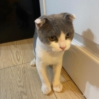 British Shorthair, Kedi  Pati fotoğrafı