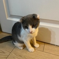 British Shorthair, Kedi  Pati fotoğrafı