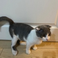 British Shorthair, Kedi  Pati fotoğrafı