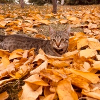 Tekir Kedi, Kedi  Şanslı Bıdık fotoğrafı