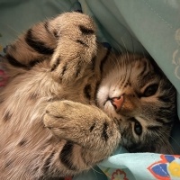 Tekir Kedi, Kedi  Şanslı Bıdık fotoğrafı