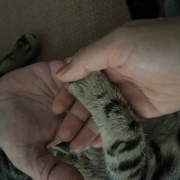Tekir Kedi, Kedi  Şanslı Bıdık fotoğrafı