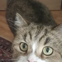 Tekir Kedi, Kedi  TARÇIN fotoğrafı