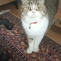 Tekir Kedi, Kedi  TARÇIN fotoğrafı