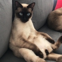 Siyam Kedisi, Kedi  Haydut fotoğrafı