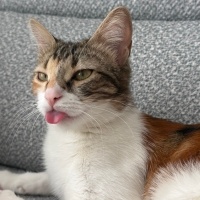 Chinchilla, Kedi  Luna fotoğrafı