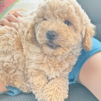Poodle(Standart Kaniş), Köpek  Ponçik fotoğrafı