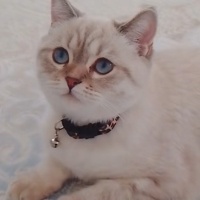 British Shorthair, Kedi  Pamuk fotoğrafı