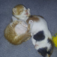 Scottish Fold, Kedi  Kontes fotoğrafı