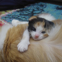 Scottish Fold, Kedi  Kontes fotoğrafı