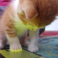 Scottish Fold, Kedi  Kontes fotoğrafı