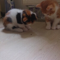 Scottish Fold, Kedi  Kontes fotoğrafı