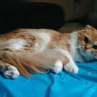 Scottish Fold, Kedi  Kontes fotoğrafı