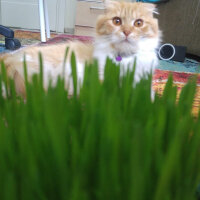 Scottish Fold, Kedi  Kontes fotoğrafı