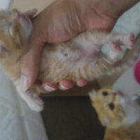 Scottish Fold, Kedi  Kontes fotoğrafı