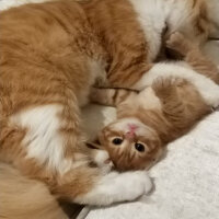 Scottish Fold, Kedi  Kontes fotoğrafı