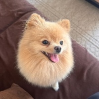 Pomeranyalı, Köpek  Barbie fotoğrafı