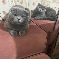 Scottish Fold, Kedi  Oscar,pars fotoğrafı