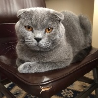 Scottish Fold, Kedi  Oscar,pars fotoğrafı