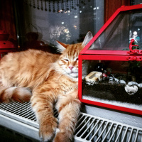 Tekir Kedi, Kedi  Kimyon fotoğrafı