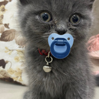 British Shorthair, Kedi  Bıdık fotoğrafı