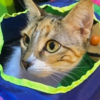 Tekir Kedi, Kedi  Nina fotoğrafı