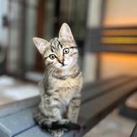 Colorpoint Shorthair, Kedi  Minnoş fotoğrafı