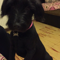 İrlandalı Terrier, Köpek  Maya fotoğrafı