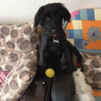 İrlandalı Terrier, Köpek  Maya fotoğrafı