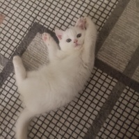 British Shorthair, Kedi  Pamuk fotoğrafı