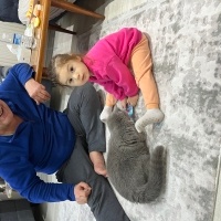 British Shorthair, Kedi  Bihter fotoğrafı