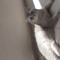 British Shorthair, Kedi  Ateş fotoğrafı