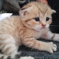 Scottish Fold, Kedi  Dost fotoğrafı