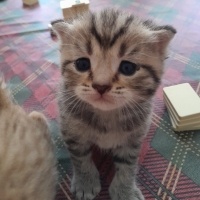 Scottish Fold, Kedi  Dost fotoğrafı