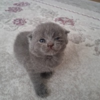 Scottish Fold, Kedi  Dost fotoğrafı