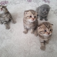Scottish Fold, Kedi  Dost fotoğrafı