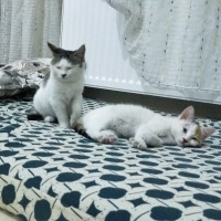 Tekir Kedi, Kedi  Arya & Sansa fotoğrafı