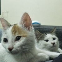 Tekir Kedi, Kedi  Arya & Sansa fotoğrafı