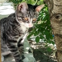 Tekir Kedi, Kedi  Şiir melodi gece bulut duman fotoğrafı