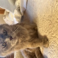British Longhair, Kedi  Luna fotoğrafı