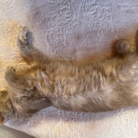 British Longhair, Kedi  Luna fotoğrafı
